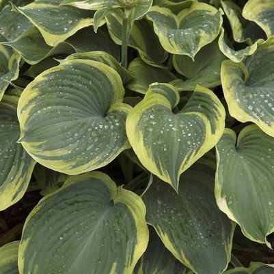Hosta Sieboldiana Earth Angel (Ships in Spring) 