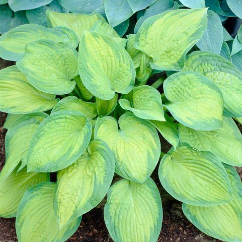 Hosta Sieboldiana Paradigm (Ships in Spring) 