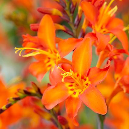 Crocosmia Prince of Orange (Ships in Spring) 