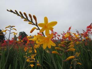 Crocosmia Yellow Lucifer (Ships in Spring) 