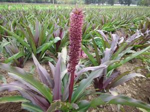 Eucomis Coco (Ships in Spring) 