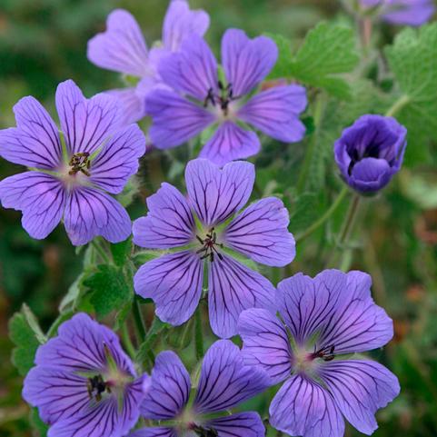 Geranium Philippe Vapelle (Ships in Spring) 