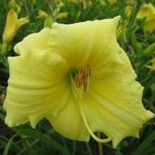 Hemerocallis Compact Rebloomer 'Fragrant Returns' (Ships in Spring) 