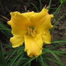 Hemerocallis Compact Rebloomer 'Stella Bella' (Ships in Spring) 