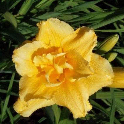 Hemerocallis Novelty 'Double Talk' (Ships in Spring) 