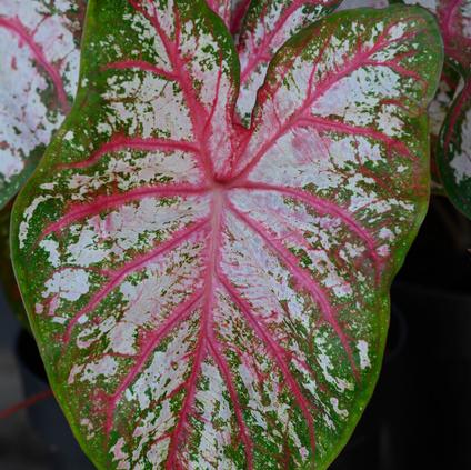 Caladium Fancy Leaf 'Tapestry' (Ships in Spring) 