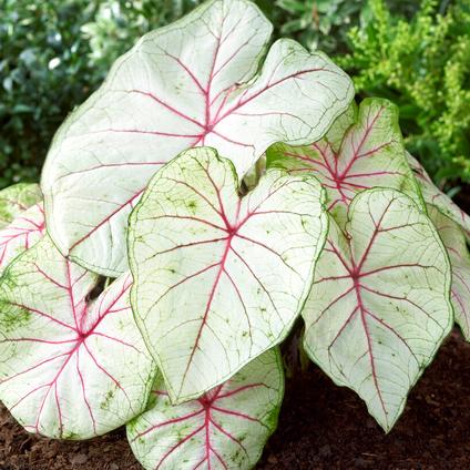 Caladium Strap Leaf 'Fantasy' (Ships in Spring) 