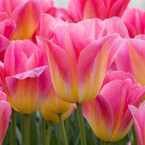Tulipa Triumph 'Tom Pouce' 