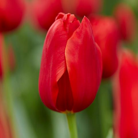 Tulipa Single Late 'Teddy Kollek' 