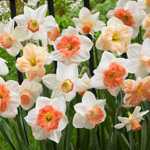 Daffodil Mix Long Lasting Mix - Bulk Offer