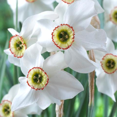 Narcissi Small Cupped 'Poeticus Recurvus' 