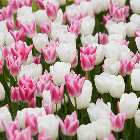 Tulipa Triumph 'Celebrity Mixture' 