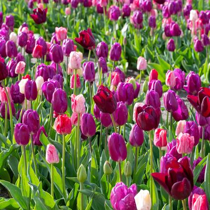 Tulipa Triumph 'Changing Colors Mixture' 