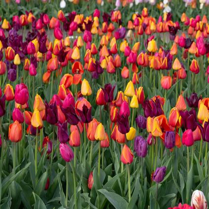 Tulipa Triumph 'Blushing Purple Mixture' 