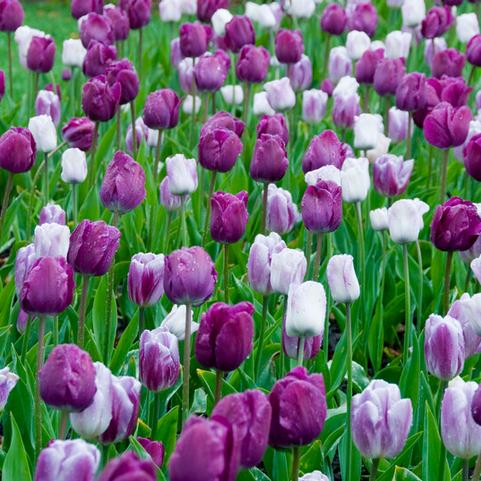 Tulipa Triumph 'Flaming Purple Mixture' 