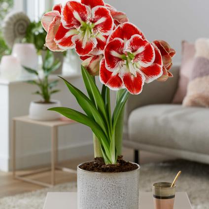 Amaryllis Dutch 'Samba' 