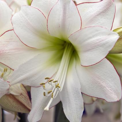 Amaryllis Dutch 'Picotee' 