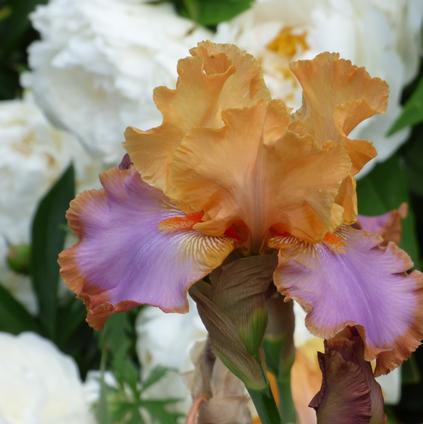 Iris Germanica 'Grand Canyon Sunset' 