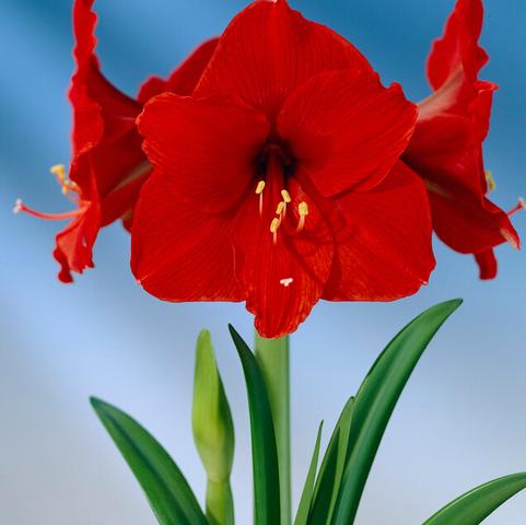 Amaryllis Peruvian 'Olaf' 