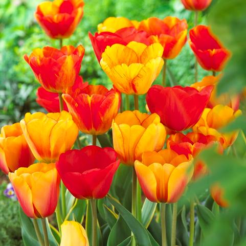Tulipa Darwin Hybrid 'Apeldoorn Mixture' 