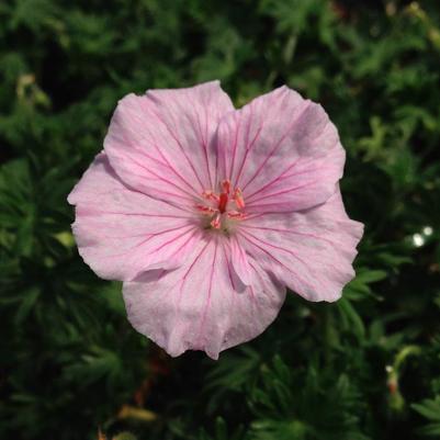 Geranium Striatum (Ships in Spring) 