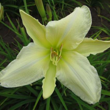 Hemerocallis Purely (Ships in Spring) 