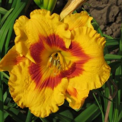 Hemerocallis Eyezone 'Blackberry Sherbert' (Ships in Spring) 