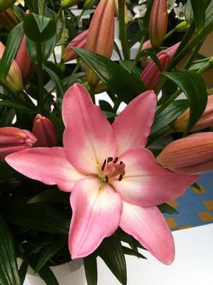 Lilium Asi-Florum 'Albufiera' (Ships in Spring) Lily: Bag of 25, Size 14/16
