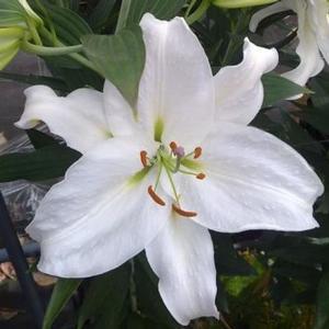 Lilium Oriental 'Crystal Blanca' (Ships in Spring) Lily: Bag of 25, Size 16/18