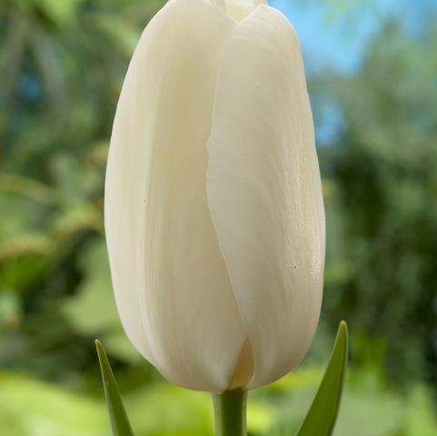 Tulipa Single Late 'Catherina' 