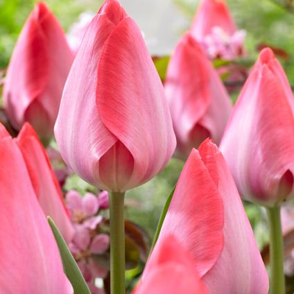 Tulipa Darwin Hybrid 'Van Eijk' 