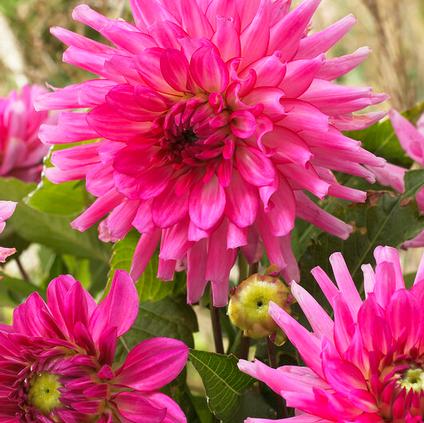 Dahlia Melody 'Lizza' (Ships in Spring) 