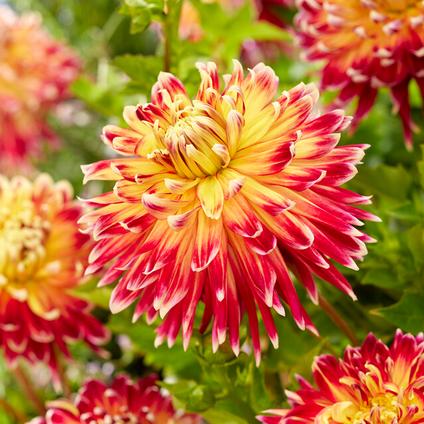 Dahlia Dinnerplate 'Akita' (Ships in Spring) 