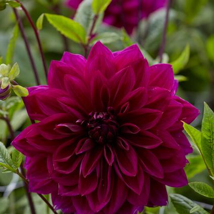 Dahlia Dinnerplate 'Thomas A. Edison' (Ships in Spring) 