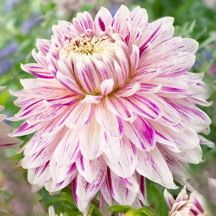 Dahlia Dinnerplate 'Avignon' (Ships in Spring) 