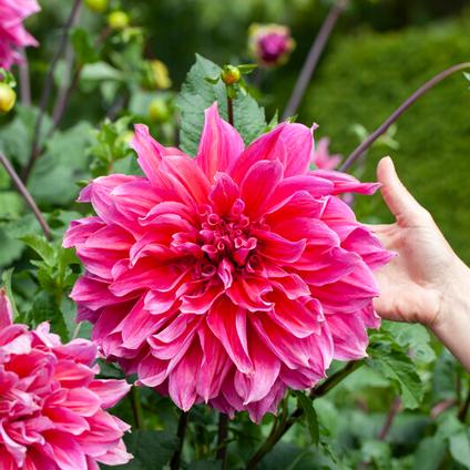 Dahlia Dinnerplate 'Emory Paul' (Ships in Spring) 