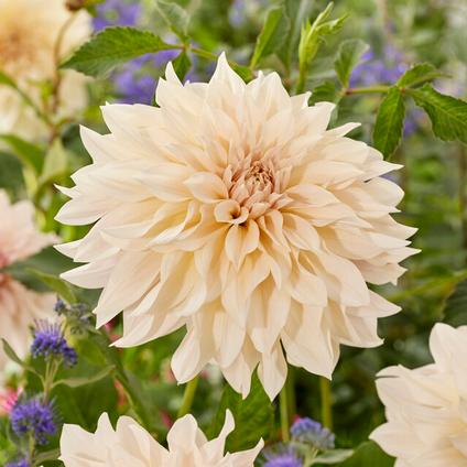 Dahlia Dinnerplate 'Cafe au Lait' (Ships in Spring) 
