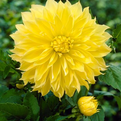 Dahlia Dinnerplate 'Kelvin Floodlight' (Ships in Spring) 