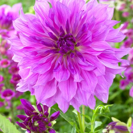 Dahlia Dinnerplate 'Lavender Ruffles' (Ships in Spring) 
