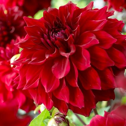 Dahlia Dinnerplate 'Mingus Alex' (Ships in Spring) 