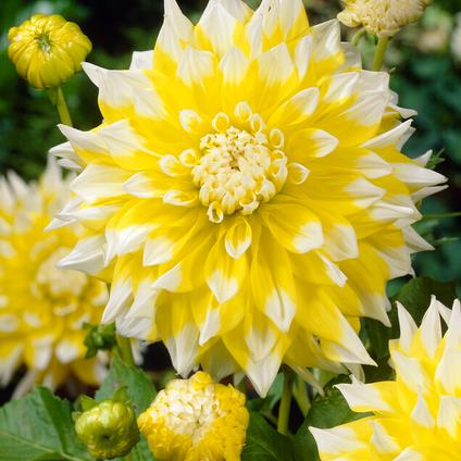 Dahlia Dinnerplate 'Grand Prix' (Ships in Spring) 