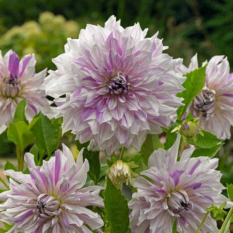 Dahlia Dinnerplate 'Mom's Special' (Ships in Spring) 
