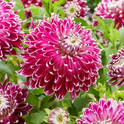 Dahlia Dinnerplate 'Vancouver' (Ships in Spring) 