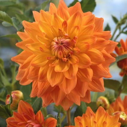 Dahlia Dinnerplate 'Ace Summer Sunset' (Ships in Spring) 