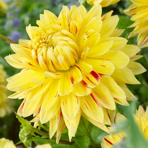 Dahlia Dinnerplate 'Cambridge' (Ships in Spring) 