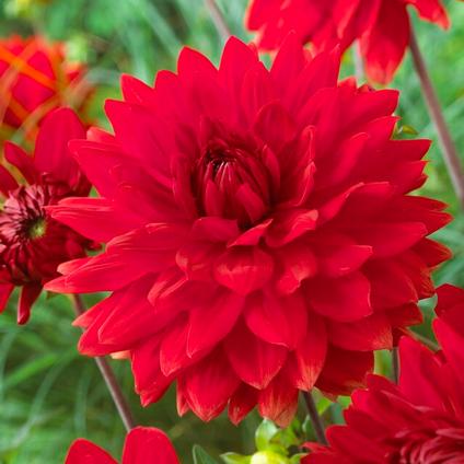 Dahlia Decorative 'Garden Wonder' (Ships in Spring) 