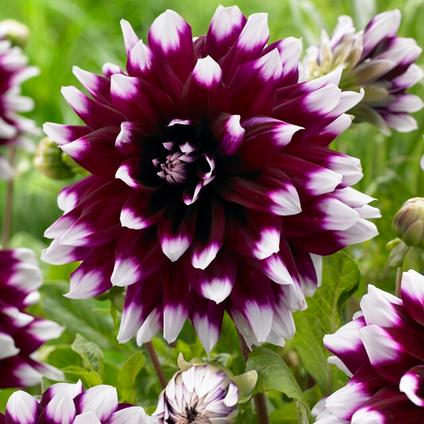 Dahlia Decorative 'Mystery Day' (Ships in Spring) 