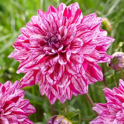Dahlia Decorative 'Santander' (Ships in Spring) 