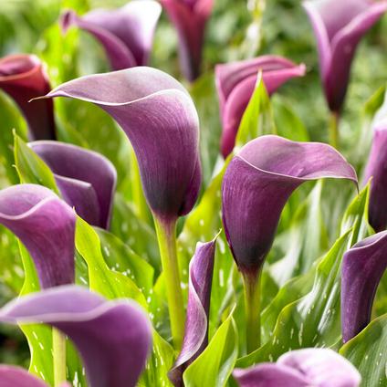 Zantedeschia 'Anneke' (Ships in Spring) 