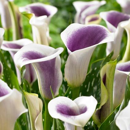 Zantedeschia Picasso' (Ships in Spring) 